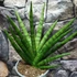 Kép 6/7 - Sansevieria 'Royal Fan'