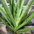 Kép 2/7 - Sansevieria platinum Mikado