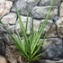 Kép 3/7 - Sansevieria platinum Mikado