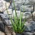 Kép 4/7 - Sansevieria platinum Mikado