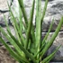 Kép 5/7 - Sansevieria platinum Mikado