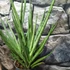 Kép 6/7 - Sansevieria platinum Mikado