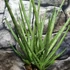 Kép 7/7 - Sansevieria platinum Mikado