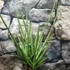 Kép 1/7 - Sansevieria platinum Mikado