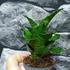 Kép 3/7 - Sansevieria Mahanakorn
