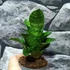 Kép 4/7 - Sansevieria Mahanakorn