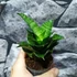 Kép 5/7 - Sansevieria Mahanakorn
