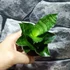 Kép 6/7 - Sansevieria Mahanakorn