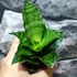 Kép 2/7 - Sansevieria Mahanakorn