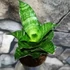 Kép 1/7 - Sansevieria Mahanakorn