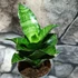 Kép 7/7 - Sansevieria Mahanakorn