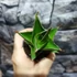 Kép 2/5 - Sansevieria Temple crown