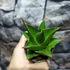 Kép 3/5 - Sansevieria Temple crown