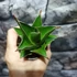 Kép 4/5 - Sansevieria Temple crown