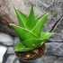 Kép 1/5 - Sansevieria Temple crown