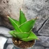 Kép 5/5 - Sansevieria Temple crown
