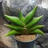 Kép 1/5 - Sansevieria 'Stylish fan'