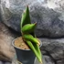 Kép 3/5 - Sansevieria 'Stylish fan'