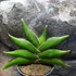 Kép 4/5 - Sansevieria 'Stylish fan'