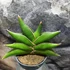 Kép 5/5 - Sansevieria 'Stylish fan'