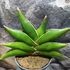 Kép 2/5 - Sansevieria 'Stylish fan'