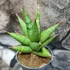 Kép 1/3 - Sansevieria 'Jewel Crown'