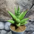Kép 2/3 - Sansevieria 'Jewel Crown'