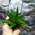 Kép 3/5 - Sansevieria 'Abbey Crown'