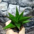 Kép 4/5 - Sansevieria 'Abbey Crown'