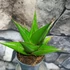 Kép 2/5 - Sansevieria 'Abbey Crown'