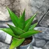Kép 5/5 - Sansevieria 'Abbey Crown'