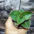 Kép 2/6 - Sansevieria 'Samurai Dwarf'