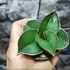 Kép 3/6 - Sansevieria 'Samurai Dwarf'