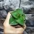 Kép 4/6 - Sansevieria 'Samurai Dwarf'