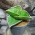 Kép 1/6 - Sansevieria 'Samurai Dwarf'