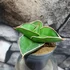 Kép 6/6 - Sansevieria 'Samurai Dwarf'