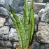 Kép 2/7 - Sansevieria 'Spearmint'