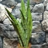 Kép 3/7 - Sansevieria 'Spearmint'