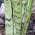Kép 4/7 - Sansevieria 'Spearmint'