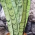 Kép 5/7 - Sansevieria 'Spearmint'