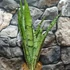 Kép 6/7 - Sansevieria 'Spearmint'