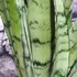 Kép 7/7 - Sansevieria 'Spearmint'