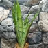 Kép 1/7 - Sansevieria 'Spearmint'