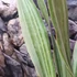 Kép 3/5 - Sansevieria 'Metallica Siam Silver'