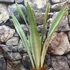 Kép 2/5 - Sansevieria 'Metallica Siam Silver'