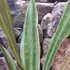Kép 4/5 - Sansevieria 'Metallica Siam Silver'