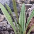 Kép 5/5 - Sansevieria 'Metallica Siam Silver'
