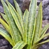 Kép 2/8 - Sansevieria aubrytiana 'Lauren'