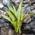 Kép 3/8 - Sansevieria aubrytiana 'Lauren'