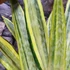 Kép 4/8 - Sansevieria aubrytiana 'Lauren'